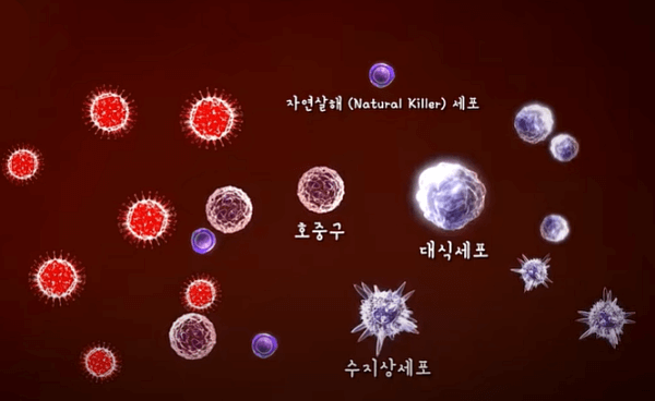 면역력 향상을 위한 면역세포에 대한 올바른 이해