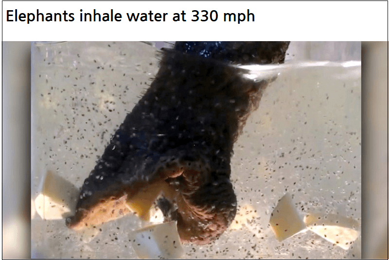 코끼리의 놀라운 물 흡입력...무려 시속 VIDEO: 528km Elephants inhale water at 330 mph