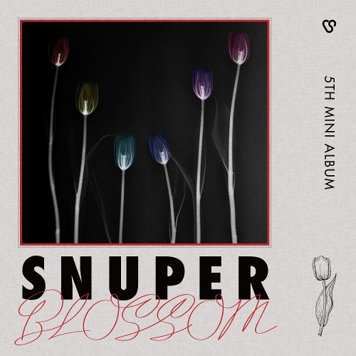 스누퍼 (SNUPER) Tulips (튤립) 듣기/가사/앨범/유튜브/뮤비/반복재생/작곡작사