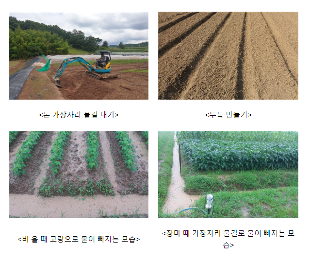 논 콩 심기 전, 재배법 다시 확인하세요
