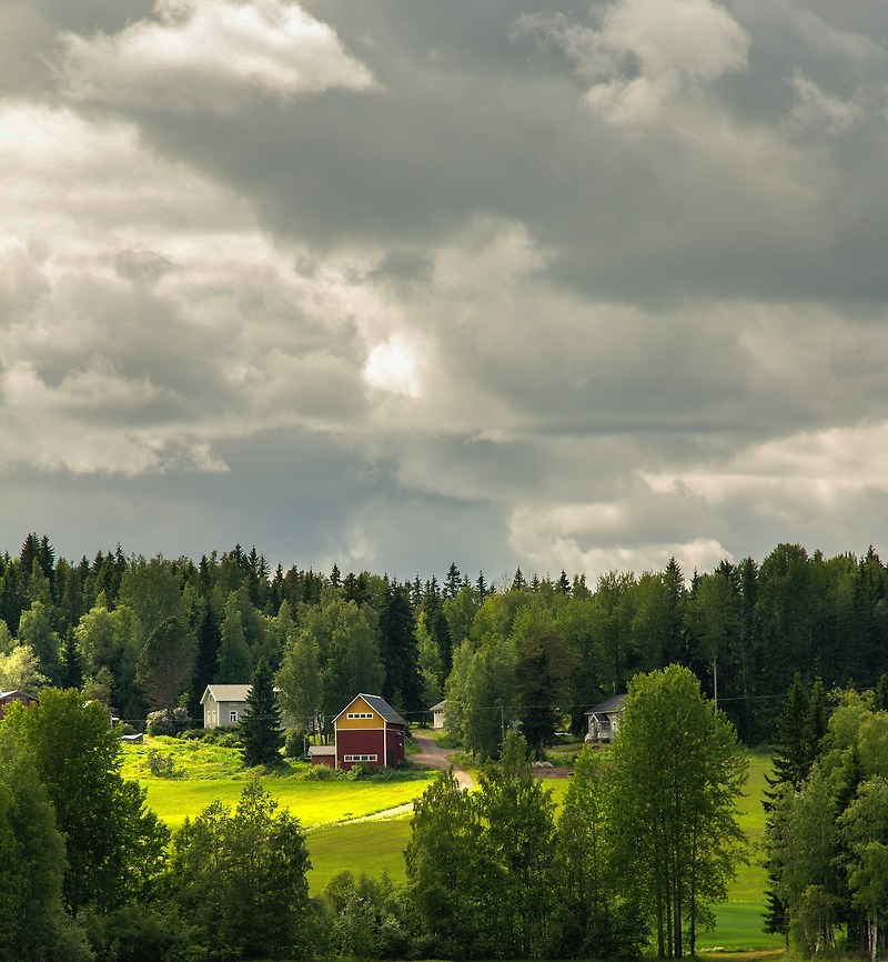 국토의 대부분이 자작나무숲으로 덮여있는 핀란드