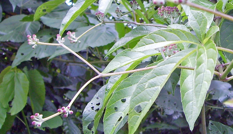 다이어트에 시서스(CISSUS)가루? 시서스 부작용과 올바르게 먹는법