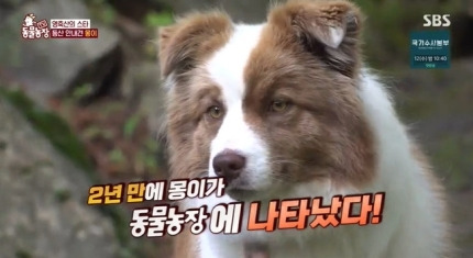 동물농장 영축산 몽이 근황 울산 충효사 등산 안내견 새끼 5마리 출산+몸무게 급증