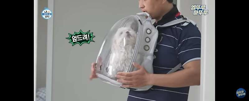 강아지 애견 산책 이동 가방 백팩 나혼자산다 구성환 꽃분이 가방