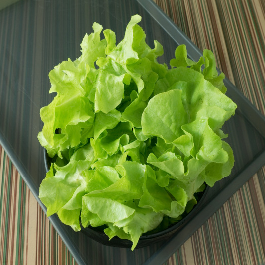 상추 효능, 알고 먹으면 더 맛있습니다!