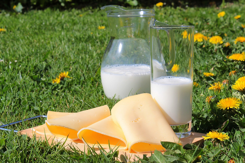 칼슘 공급원 우유 및 유제품의 효능