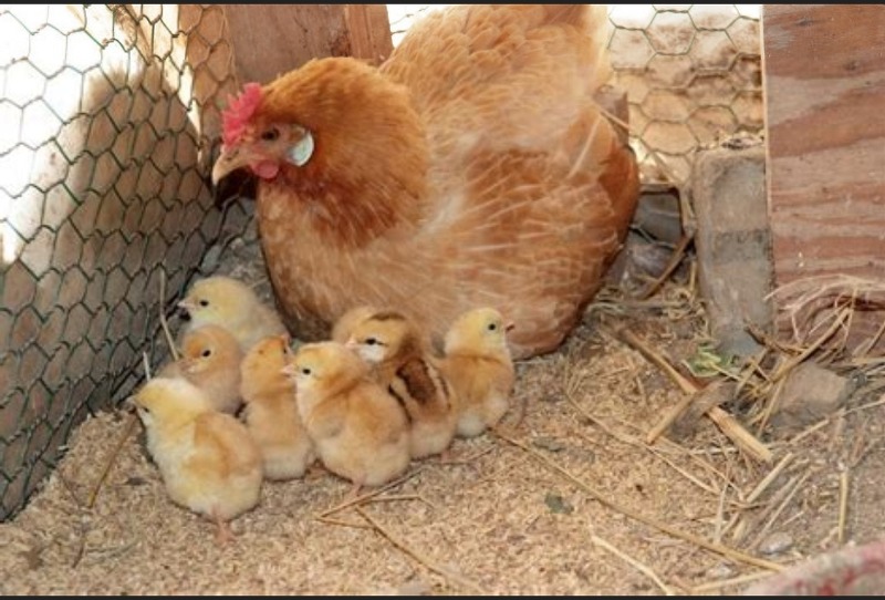 [꿈해몽] 닭꿈,병아리꿈,수탉꿈,암탉꿈,장닭꿈,달걀꿈,계란꿈,닭고기꿈,닭싸움꿈,닭장꿈 관련 꿈풀이
