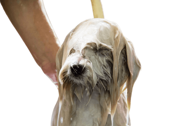 강아지 목욕 쉽게 하는 법