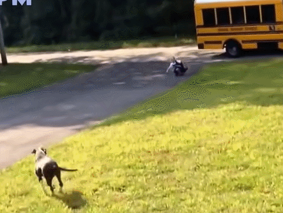 사람이 그렇게 좋은가 VIDEO: Funny Cute Dogs Waitting Kids Going Home on the School bus Videos