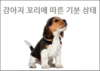 강아지 꼬리에 따른 기분 상태