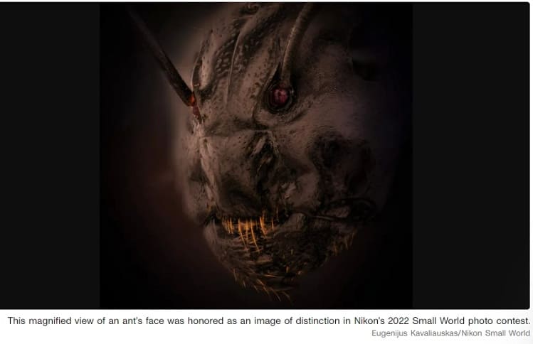 깜놀! 개미 얼굴이 이렇게 공포스러울 줄이야! Demonic Close-up Photo of Ant Face Is Straight Out of a Horror Movie