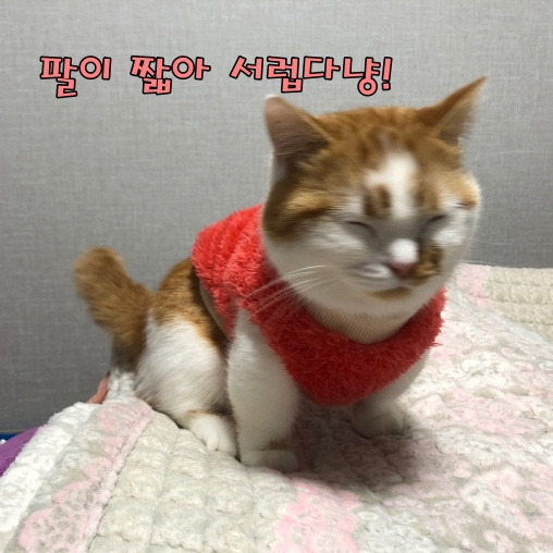 긴팔옷이 조끼가 된 사연  <먼치킨 고양이의 비애>