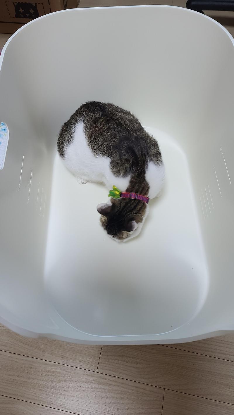 강집사 고양이 대형 화장실 구매 후기
