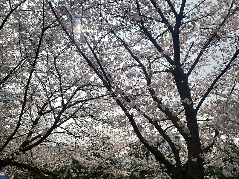 봄바람 휘날리며 나들이 하기 좋은 3대 꽃 축제 (feat. 직관후기)
