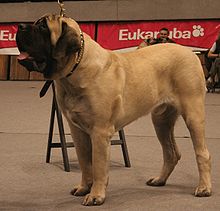 마스티프 강아지 정보, 사진 mastiff dog