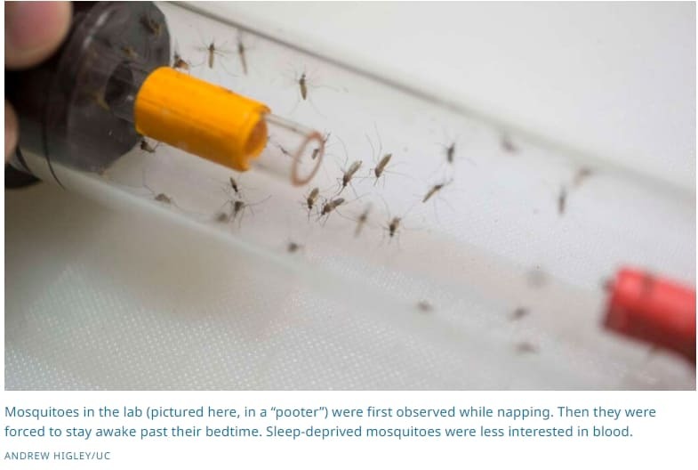 모기 퇴치 완전정복 방법 ㅣ 수면 부족 모기들 피에 관심 없어 Best Ways To Keep Your Home Clear of Mosquitoesㅣ  Sleepy mosquitoes prefer dozing over dining