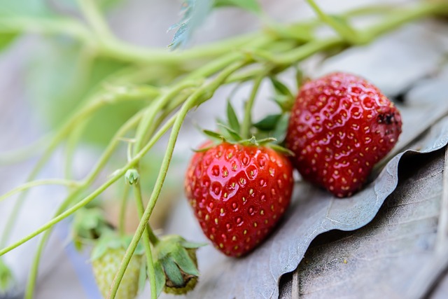[농업지식] 생산성 향상을 위한 딸기 생육조사 방법은?