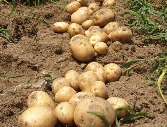 감자 심는시기 방법