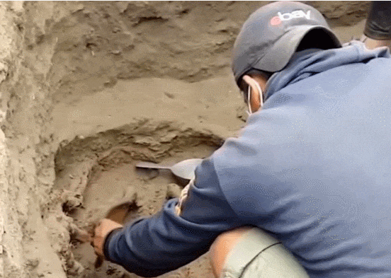 충격! 페루에서 아이들 장기 제거 유해 대량 발견 VIDEO: 76 child sacrifice victims with their hearts ripped out found in Peru excavation