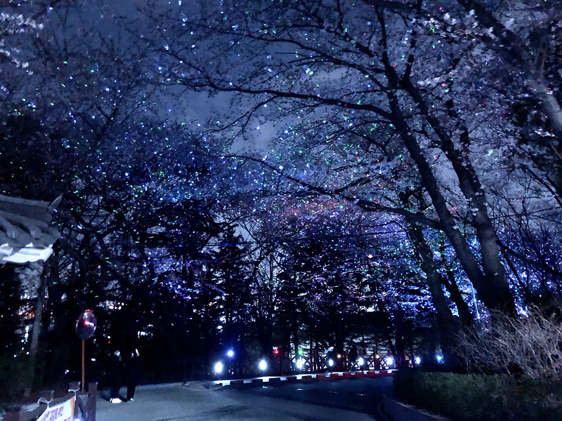 인천 미추홀구 수봉산 수봉공원 화려한 벚꽃 야경