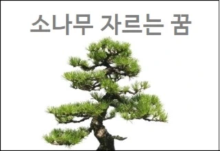 소나무꿈 소나무 꿈해몽 소나무 자르는 꿈