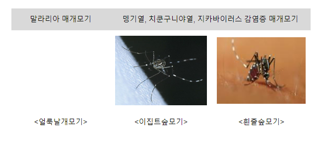해외여행 시 모기매개감염병 주의하세요.(8.11.금)