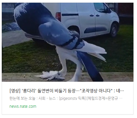 [영상] '롱다리' 돌연변이 비둘기 등장…