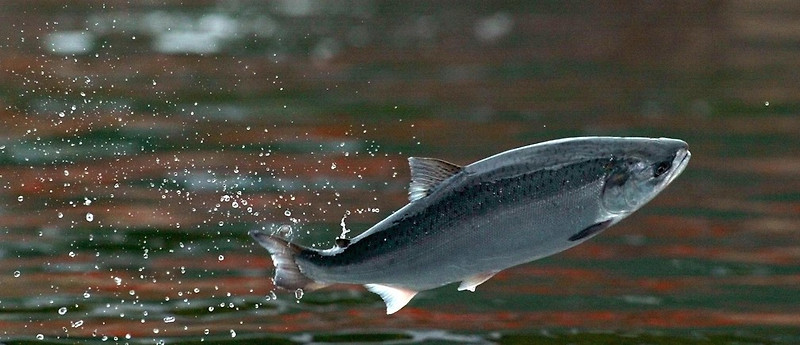 Salmon is 'WHITE'