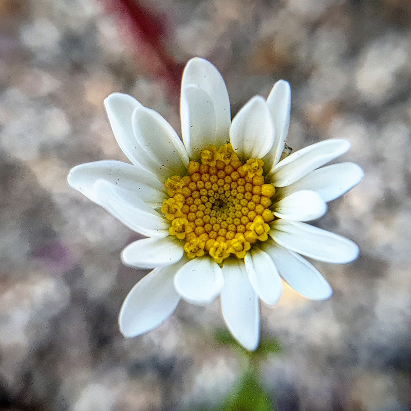 꽃잎을 피우고 있는 하얀색 데이지꽃 Bellis perennis
