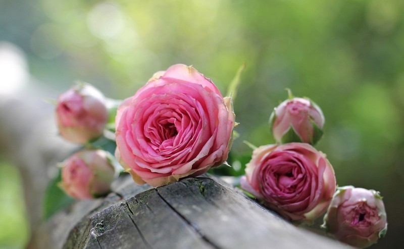 연분홍 장미(Maiden Blush Rose)