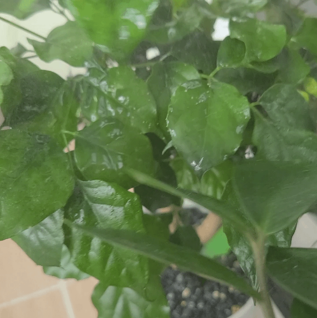 식물 위 하얀가루 - 응애퇴치, 흰가루병 해결하기