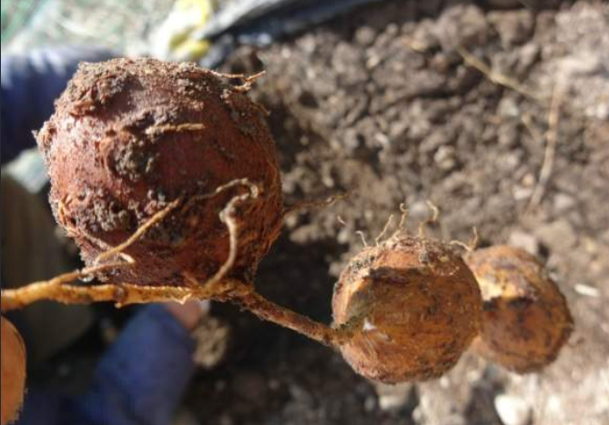 아피오스 재배법,인디언 감자 아피오스 파종(심는)시기 방법