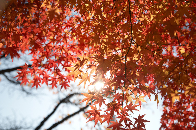 가을대표 하는 것은 단풍 (丹楓) - autumn colors