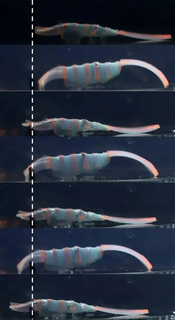 작고 소름끼치는 물컹물컹한 기어다니는 로봇...용도는 VIDEO: Creepy-crawly gel robots being trained to root out disease in body
