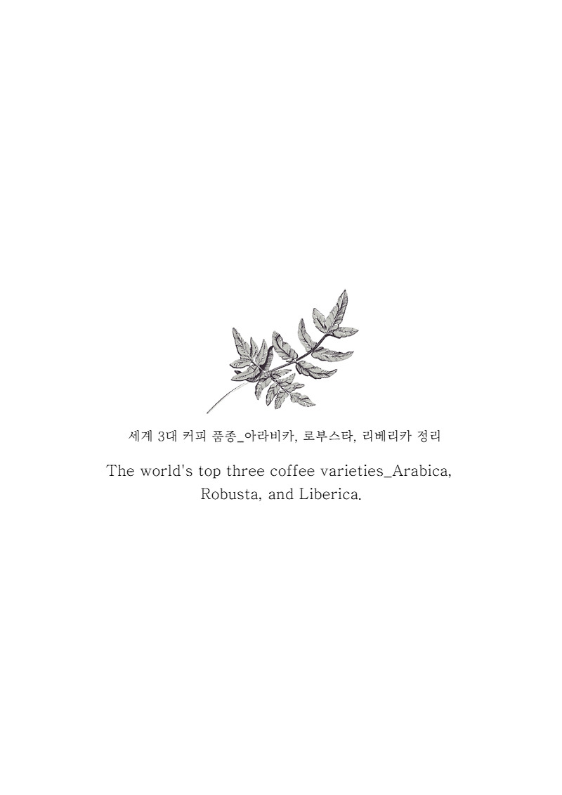 세계 3대 커피 품종_ 아라비카, 로부스타, 리베리카 정리
