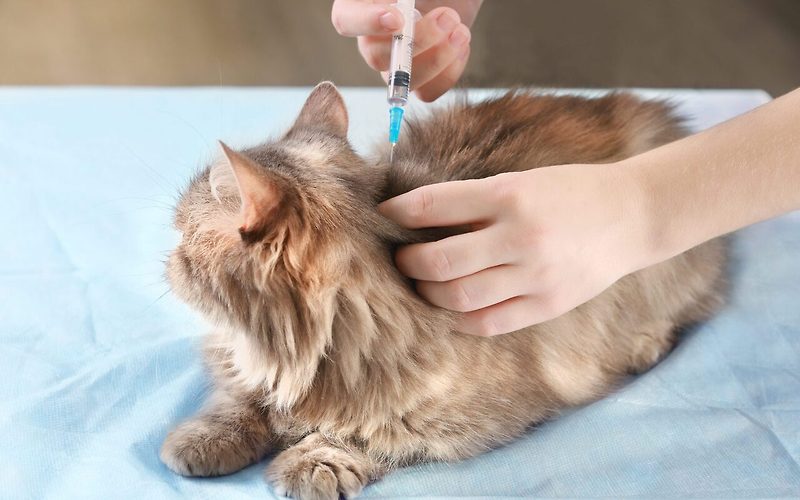 미국 생활) 미국에서 고양이를 키울 때 건강검진과 예방접종