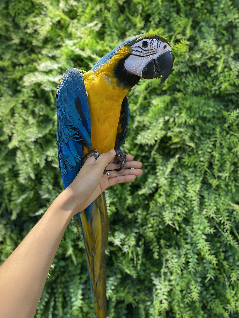 청금강 앵무새 이해하기 - 종류, 특징 및 관리법