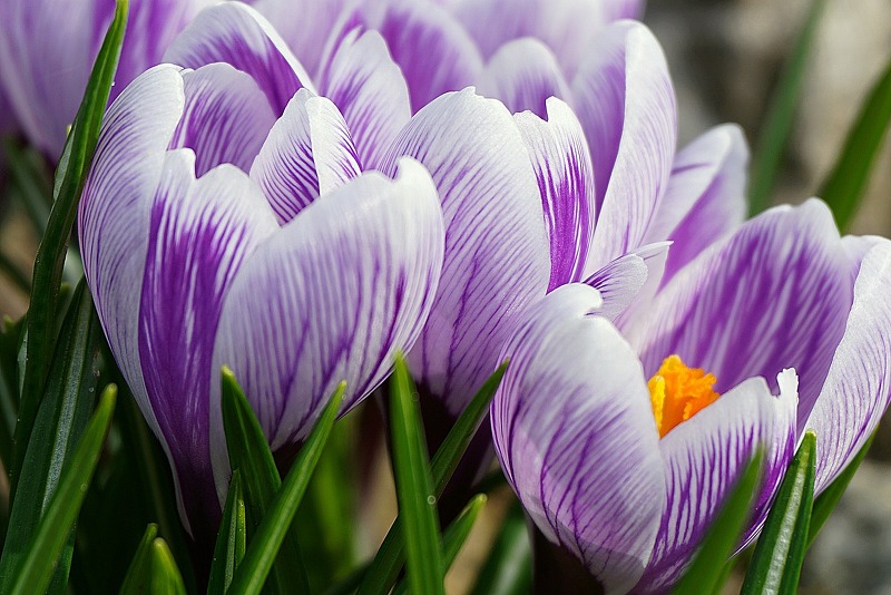 탄생화 꽃말 1월 3일 샤프란 saffron 즐거움 기쁨 속의 불안
