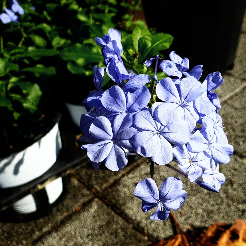 파란꽃을 피우는 블루플록스