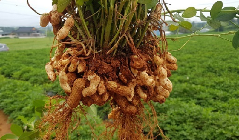 땅콩 심는시기 파종시기,땅콩 재배법