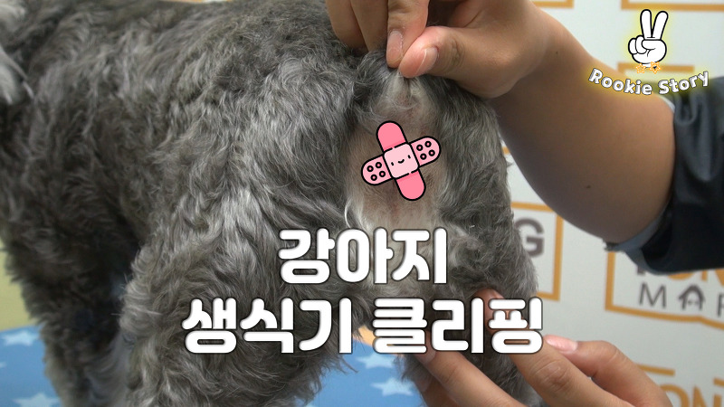 애견 셀프 미용 강아지 생식기 바리깡 클리퍼 털 미는 방법