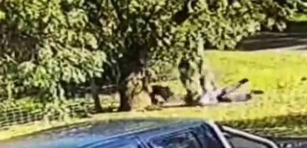 불량 캥거루와 잔혹한 난투극 벌인 남자  VIDEO: Wild moment man battles kangaroo before pinning it to the ground