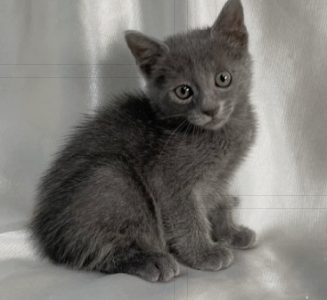 러시안 블루, 러시안 블루 고양이 특징