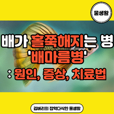 구피 배가 홀쭉해지는 질병: 배 마름병 증상과 치료법