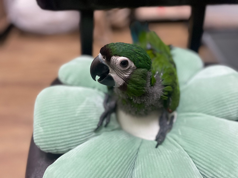 체스넛 마카우 : 아름다운 녹색 앵무새의 매력과 특징