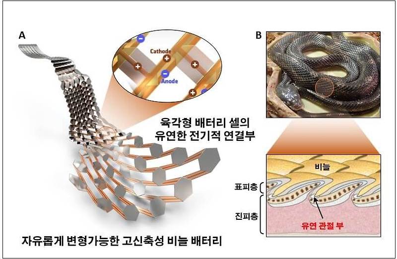 뱀 비늘처럼 휘고, 늘어나는 배터리 개발 [한국기계연구원]