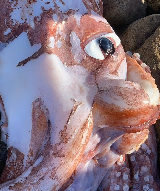 희귀 대왕 오징어의 거대한 눈 ㅣ  망자가 장례식 때 조문객과 대화하는 홀로그래픽 등장  VIDEO: Beak of giant squid is discovered after it washes up on Western Cape  ㅣ Marina Smith speaks in a heartfelt video about her l..
