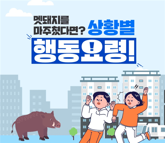 야생멧돼지 출몰 시 만났을 때 행동 요령