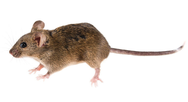 가정용 쥐의 번식률 및 기타 정보