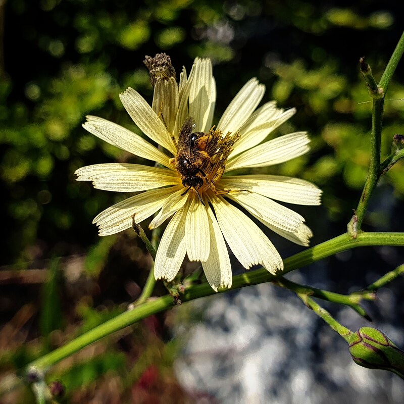 햇살이 좋은지 꿀벌이 많이 보인다.